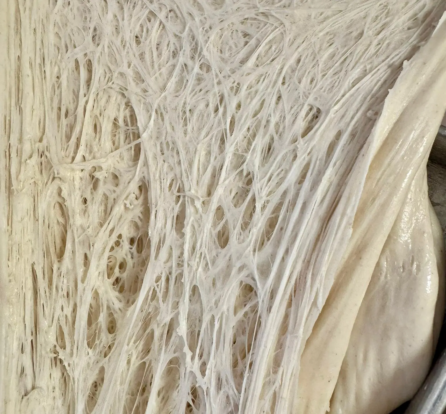 Siatka glutenowa